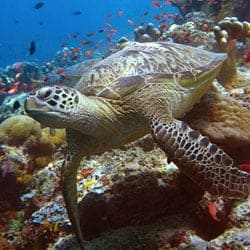 Underwater Photo Retouching