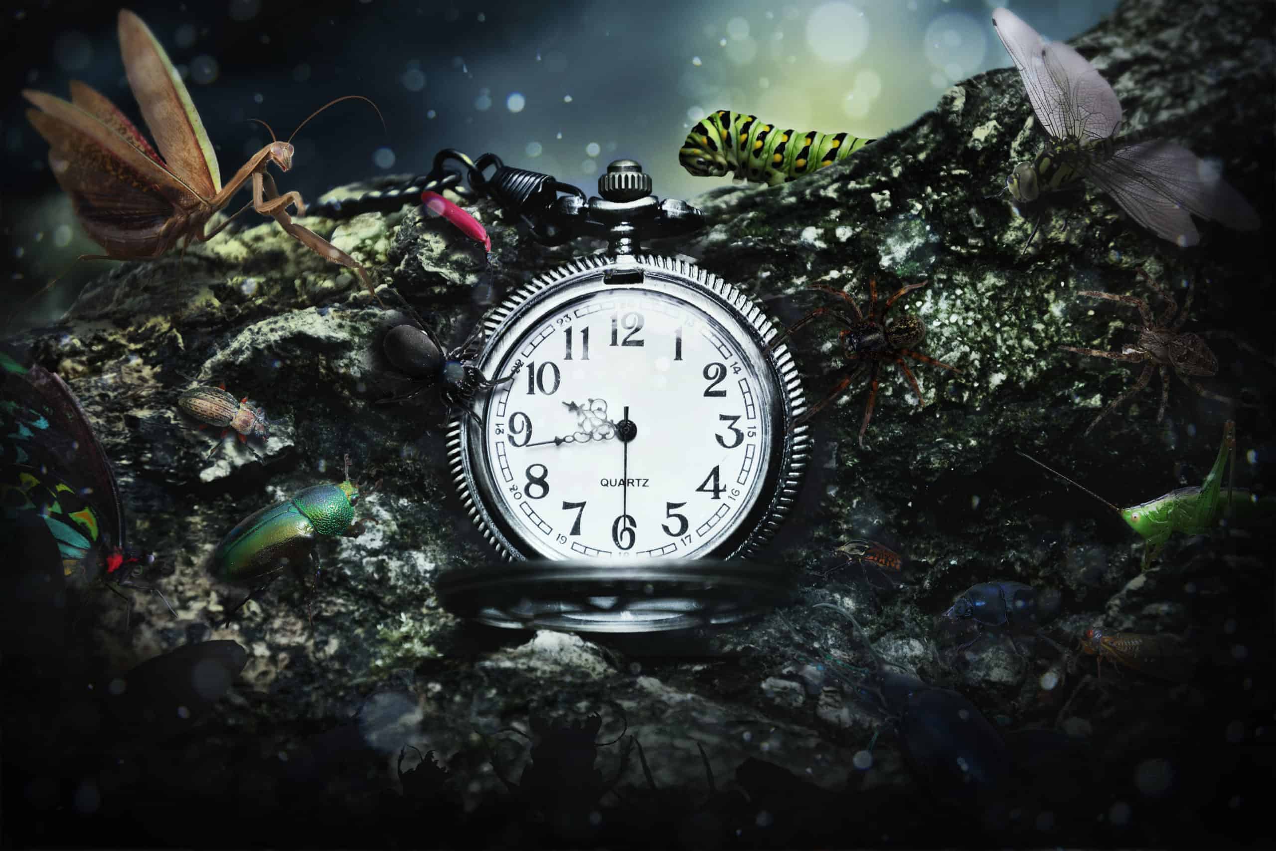How to Add Creepy Bugs to Your Photos