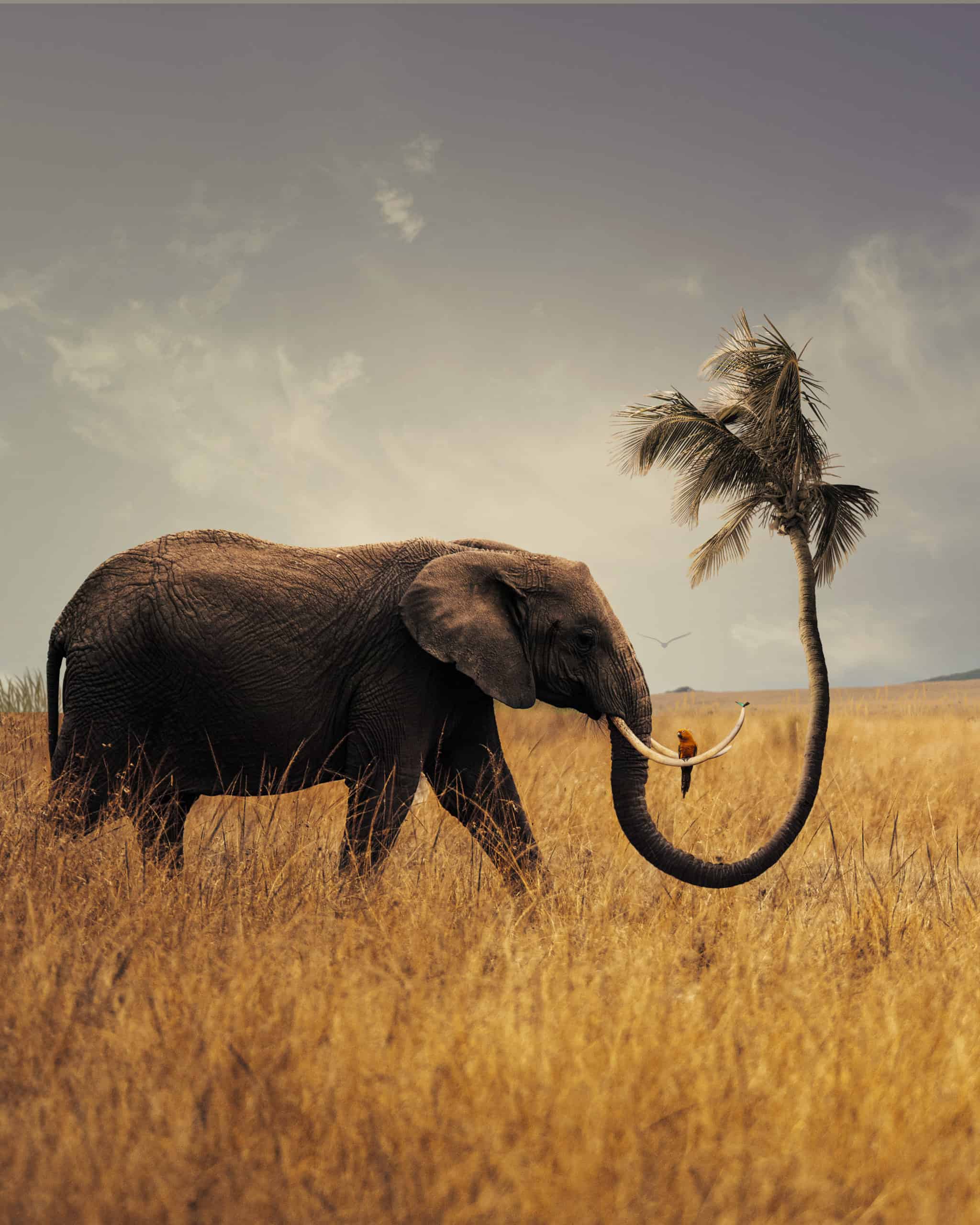 Learn How to Create a Surreal Scene of Elephant with a Palm Trunk